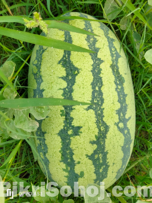 তরমুজ  [Watermelon ]